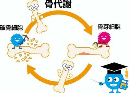 「骨」は、何度も生まれ変わり再生する